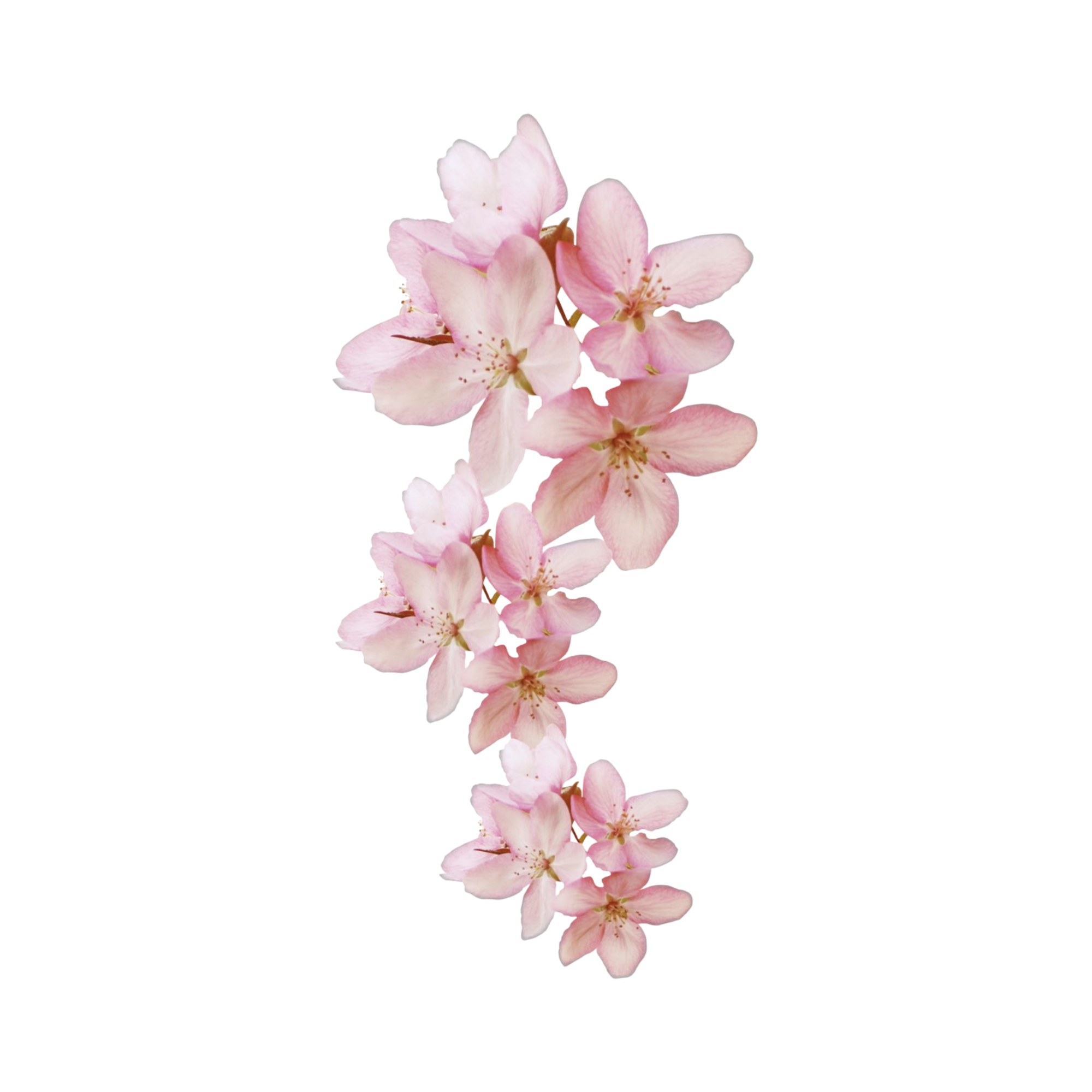 Bloem